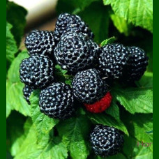 Rubus fruticosus Thornfree - Kupina Thornfree