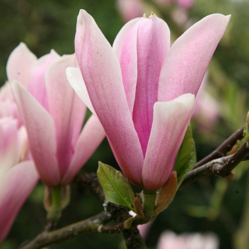 Magnolia soulongeana Heaven Scent - Magnolija Heaven Scent