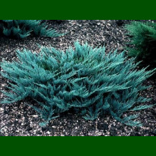 Juniperus horizontalis Blue Chip - Polegla kleka Blue Chip
