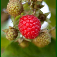 Rubus idaeus Willamette - Malina Willamette