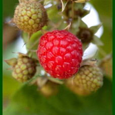 Rubus idaeus Willamette - Malina Willamette