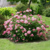 Hydrangea arborescens Pink Annabell - Hortenzija Pink Annabell