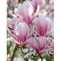 Magnolia soulongeana 