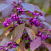 Calicarpa bodinieri Profusion - Kalikarpa