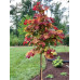 Cercis canadensis Eternal Flame - Judino drvo Eternal Flame
