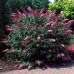 Buddleja davidii Pink Panther - Letnji jorgovan Pink Panther 