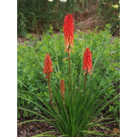 Kniphofia Nancy Red 
