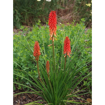 Kniphofia Nancy Red 