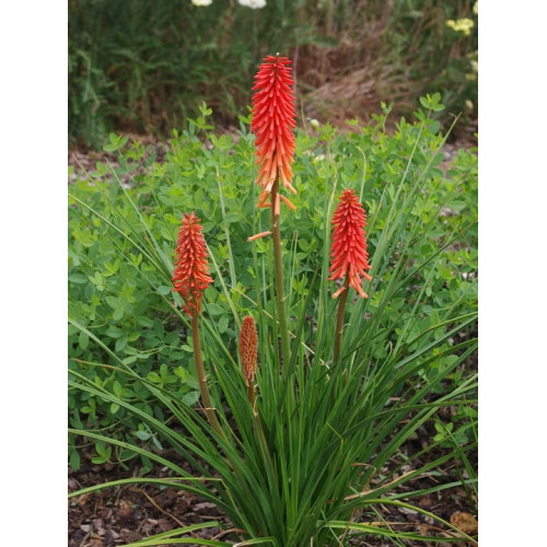 Kniphofia Nancy Red 