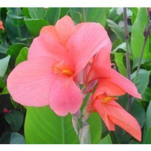 Canna Mrs Oklahoma - Kana Mrs Oklahoma