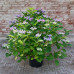 Hydrangea macrophylla Blaumeise - Baštenska hortenzija Blaumeise