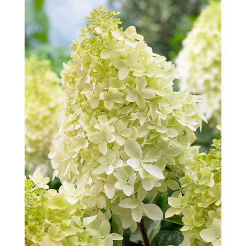 Hydrangea paniculata Phantom - Drvenasta hortenzija Phantom