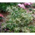 Leucothoe fontanesiana Whitewater - Leukote Whitewater Leucothoe fontanesiana Whitewater - Leukote Whitewater