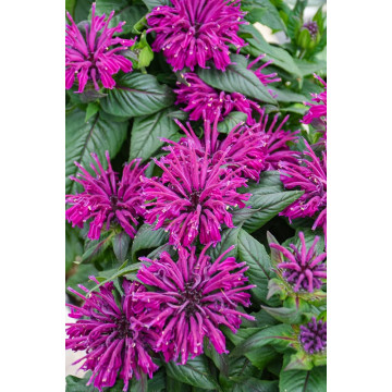 Monarda didyma Bee Free - Monarda Bee Free