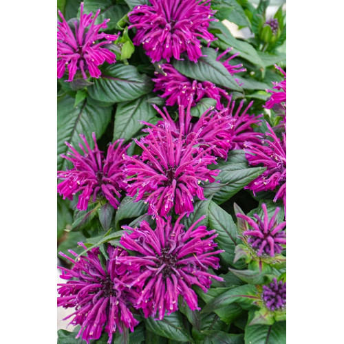 Monarda didyma Bee Free - Monarda Bee Free