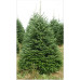 Picea abies - Zelena smrča