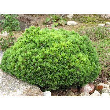 Pinus mugo Mops - Patuljasti bor Mops