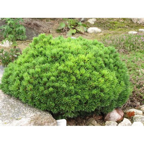 Pinus mugo Mops - Patuljasti bor Mops Pinus mugo Mops - Patuljasti bor Mops
