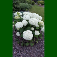 Hydrangea arborescens Strong Annabelle - Hortenzija  Strong Anabel