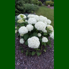 Hydrangea arborescens Strong Annabelle - Hortenzija  Strong Anabel