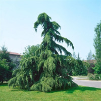 Cedrus deodara Pendula - Žalosni himalajski kedar