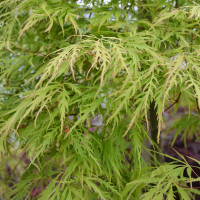 Acer palmatum Dissectum Flavescens - Japanski javor Flavescens