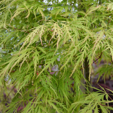 Acer palmatum Dissectum Flavescens - Japanski javor Flavescens