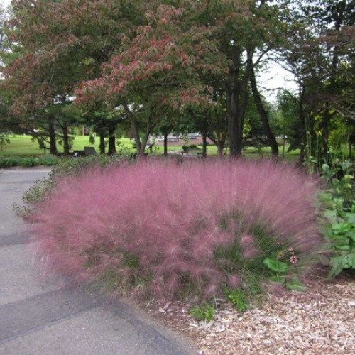 Muhlenbergia capillaris - Muhlenbergia