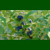 Lonicera caerulea Borealis - Borovnica Borealis