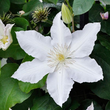 Clematis Gladys Picard - Klematis Gladys Picard Clematis Gladys Picard - Klematis Gladys Picard