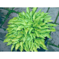 Hosta Lemon Lime
