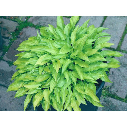 Hosta Lemon Lime