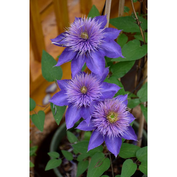 Clematis Multi Blue - Klematis Multi Blue Clematis Multi Blue - Klematis Multi Blue