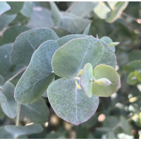Eucalyptus cinerea Silver Dollar - Eukaliptus Silver Dollar