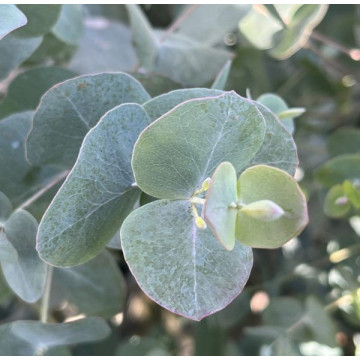 Eucalyptus cinerea Silver Dollar - Eukaliptus Silver Dollar