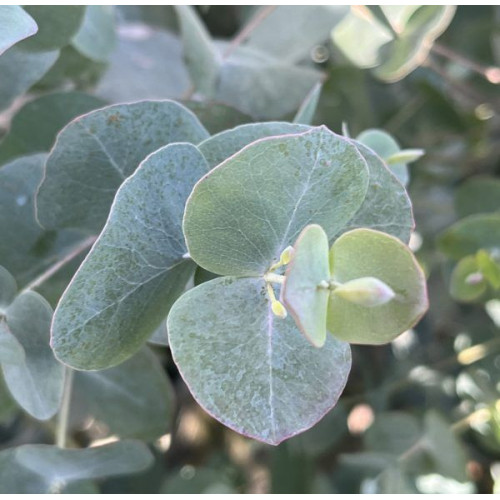 Eucalyptus cinerea Silver Dollar - Eukaliptus Silver Dollar