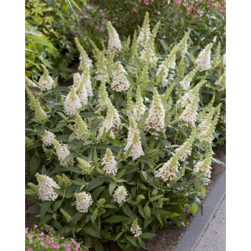 Buddleja davidii Butterfly Candy Little White - Patuljasti letnji jorgovan Little White