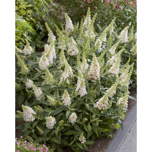 Buddleja davidii Butterfly Candy Little White - Patuljasti letnji jorgovan Little White