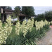 Yucca filamentosa - Adamova igla