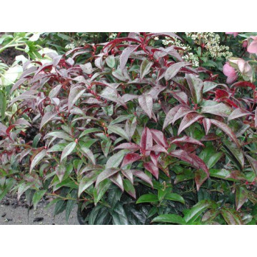 Leucothoe - Leukote Leucothoe - Leukote