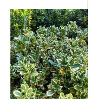Euonymus microphyllus Albovariegatus - Kuglasti sitnolisni evonimus