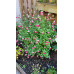Salvia microphylla Hot Lips - Ukrasna žalfija