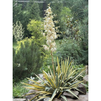 Yucca filamentosa Bright Edge - Šarenolisna baštenska juka