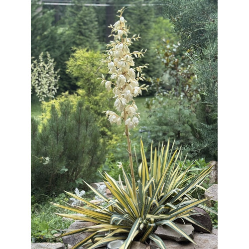Yucca filamentosa Bright Edge - Šarenolisna baštenska juka