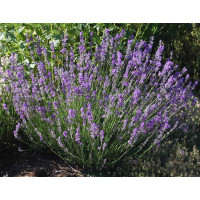 Lavandula angustifolia Dwarf Blue - Patuljasta lavanda Dwarf Blue