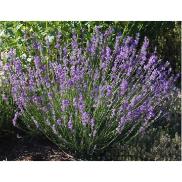 Lavandula angustifolia Dwarf Blue - Patuljasta lavanda Dwarf Blue