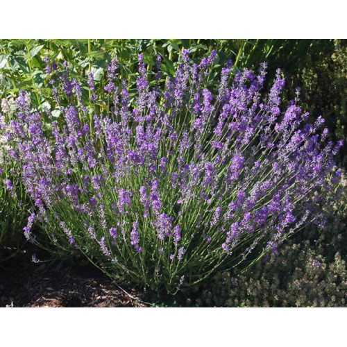 Lavandula angustifolia Dwarf Blue - Patuljasta lavanda Dwarf Blue