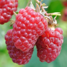 Rubus idaeus Tulameen - Malina Tulameen