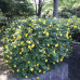 Hypericum calycinum - Kantarion