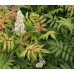 Sorbaria sorbifolia Sem - Sorbaria Sem